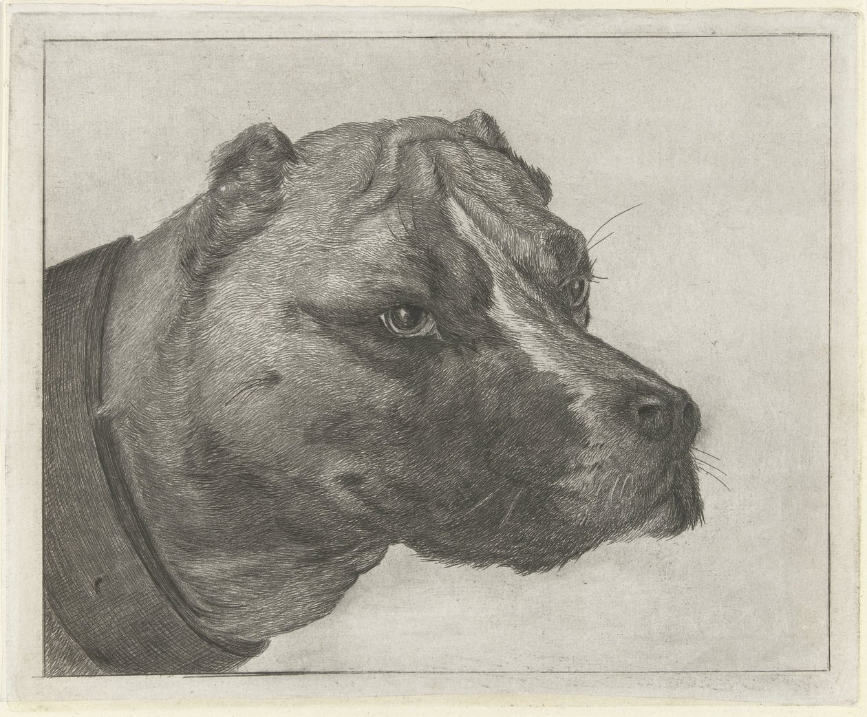 cabeza de perro con collar de Jacobus Cornelis Gaal