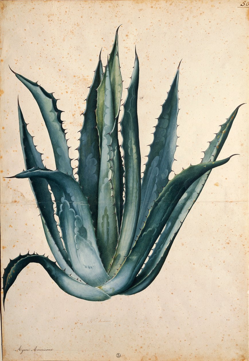 Planta del siglo (Agave americana) por Jacopo Ligozzi de Jacopo Ligozzi