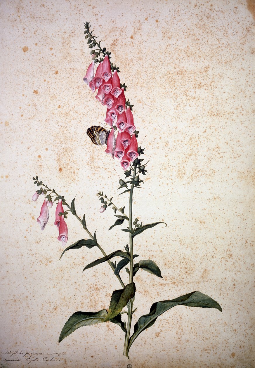 Herbario: Digitalis purpurea con Papilio paphia de Jacopo Ligozzi