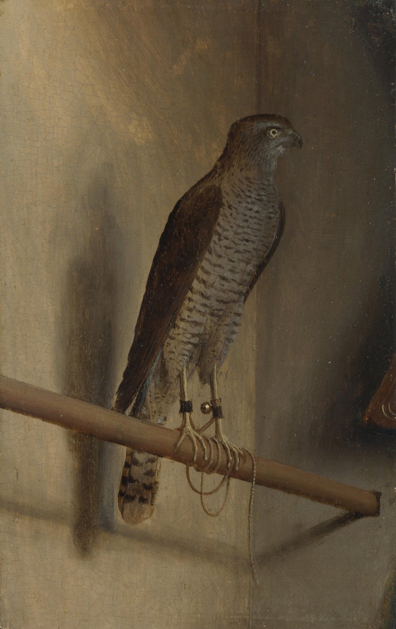 Un gavilán de Jacopo de