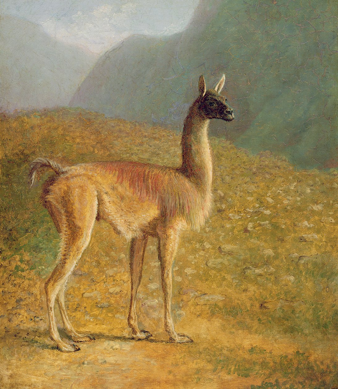 Guanaco, c.1848 de Jacques Laurent Agasse