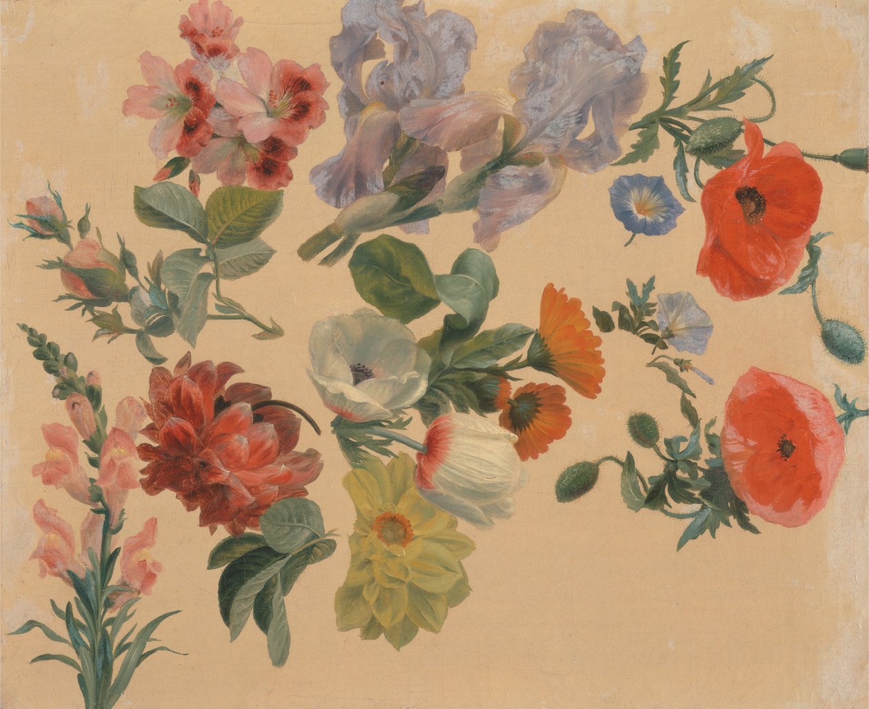 Estudios de flores de verano de Jacques Laurent Agasse