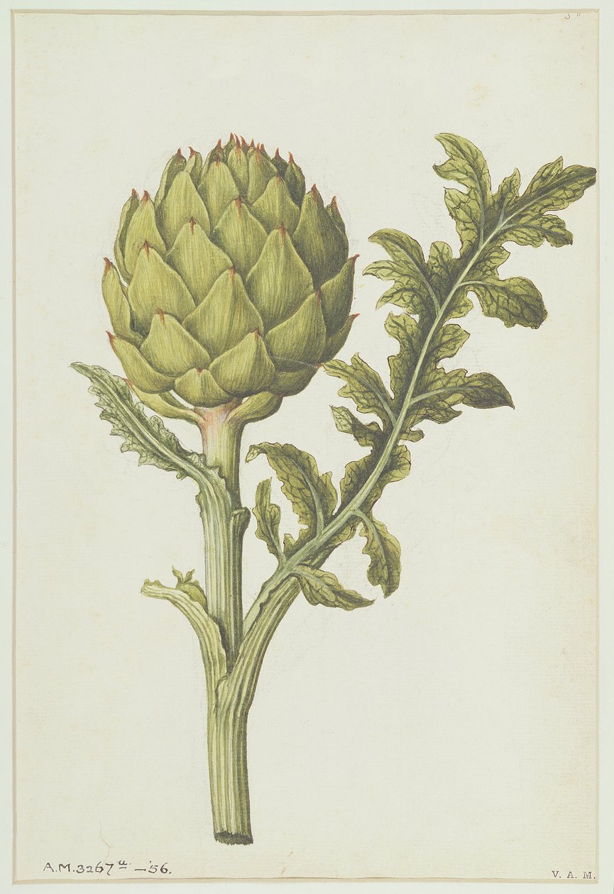 Alcachofa: Cynara scolymus, c.1568 de Jacques Le Moyne