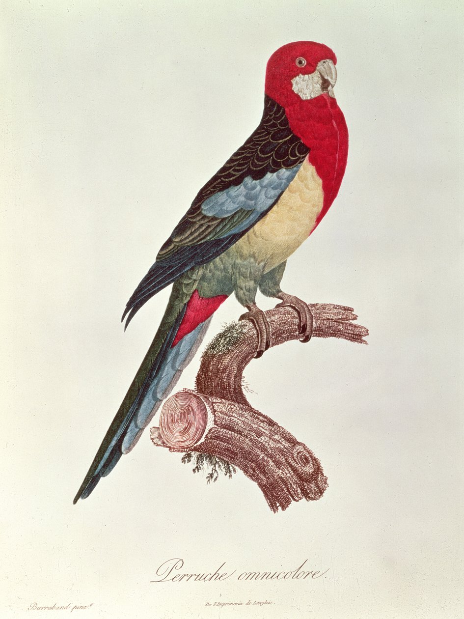 Periquito multicolor de Jacques Barraband