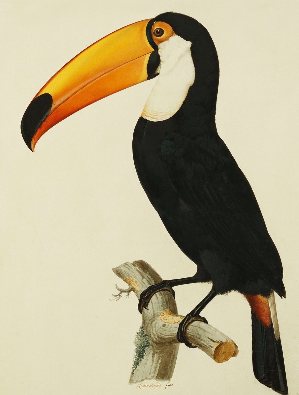 El Tucán Toco Toco de Jacques Barraband