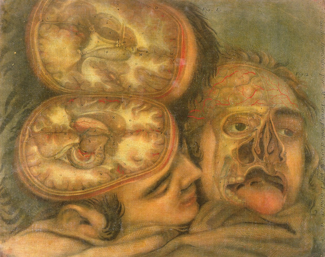 Sección transversal del cerebro de Jacques Fabien Gautier d