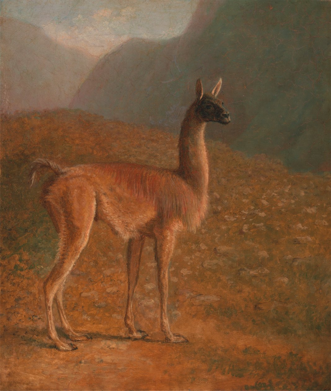 Guanaco de Jacques Laurent Agasse