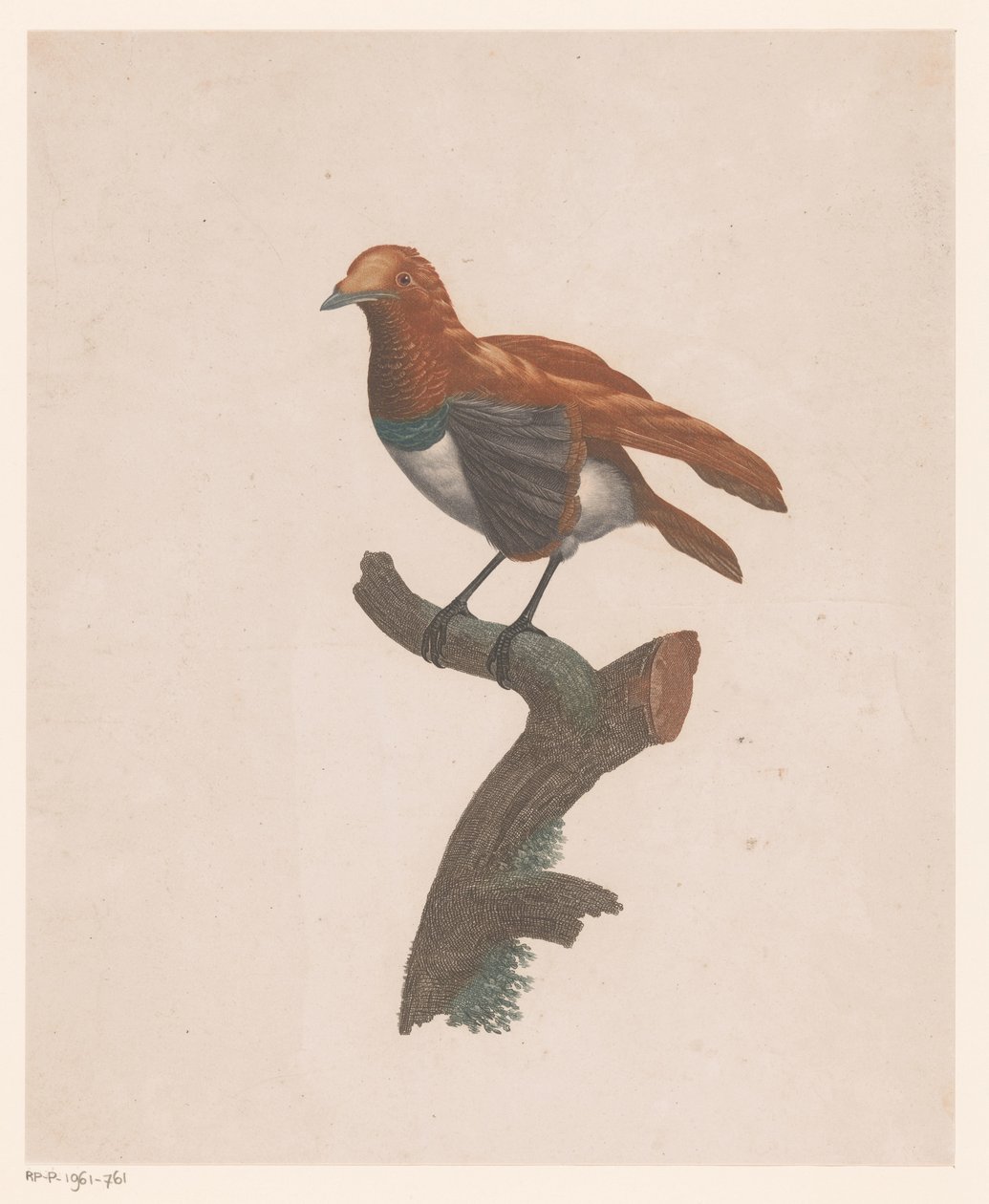 Pájaro en una rama de Jacques Louis Perée