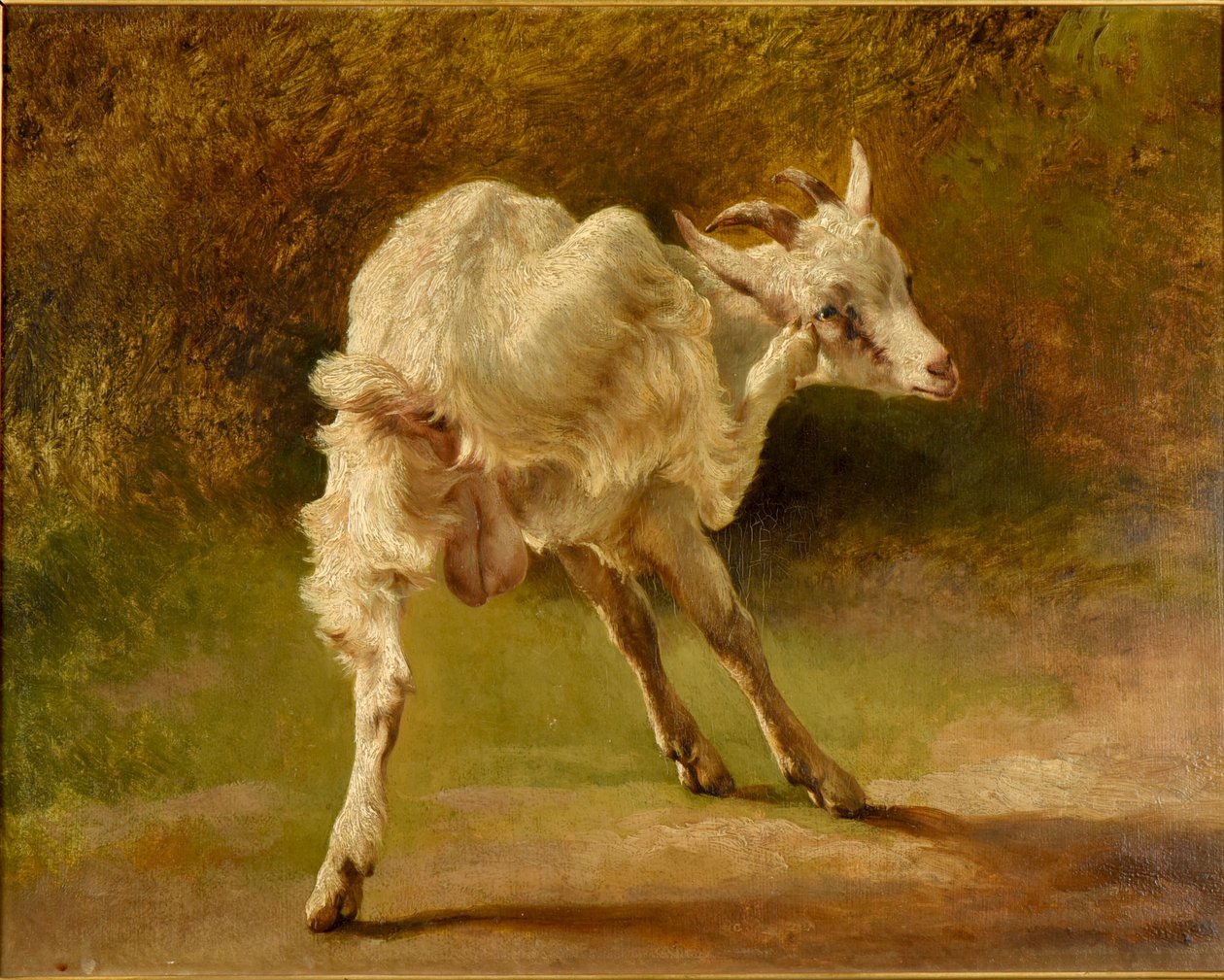 Cabra blanca rascándose la cabeza de Jacques Raymond Brascassat