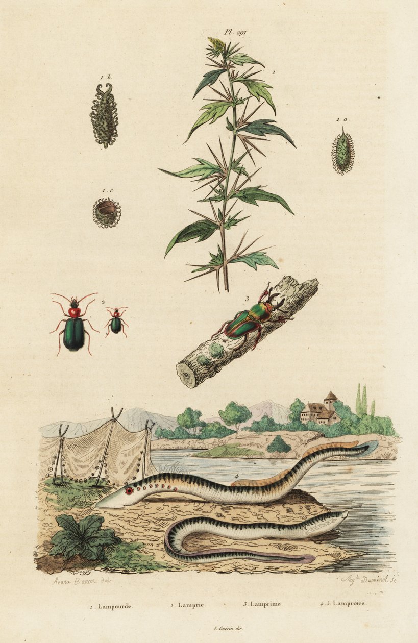 La lamprea de mar y los escarabajos. de Jacques Reyne Isidore Acarie Baron