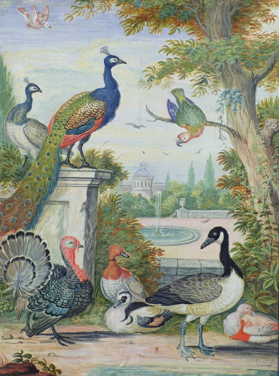 Aves Exóticas y Aves Domésticas en un Parque Pintoresco, principios del siglo XVIII de Jakob Bogdani or Bogdany