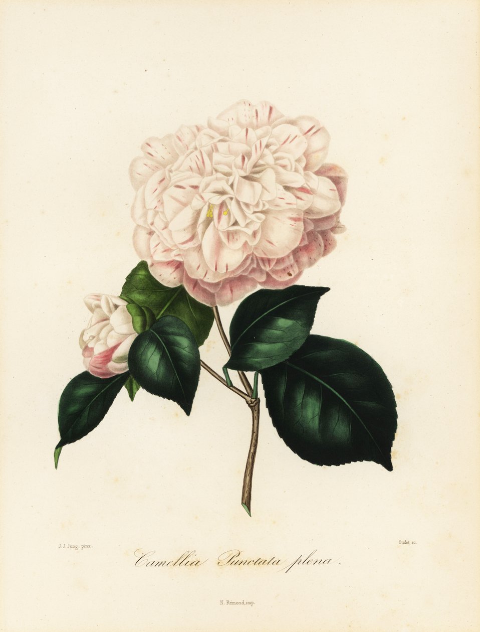 Camellia japonica variedad, Camellia punctata plena de Jakob (after) Jung