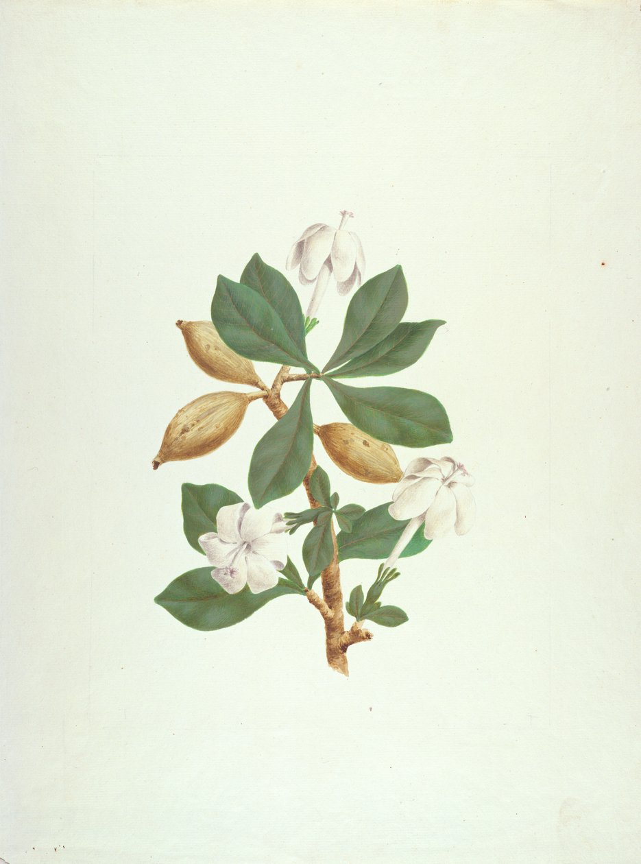 Aquariti (hojas, flores y frutas) de James Bruce