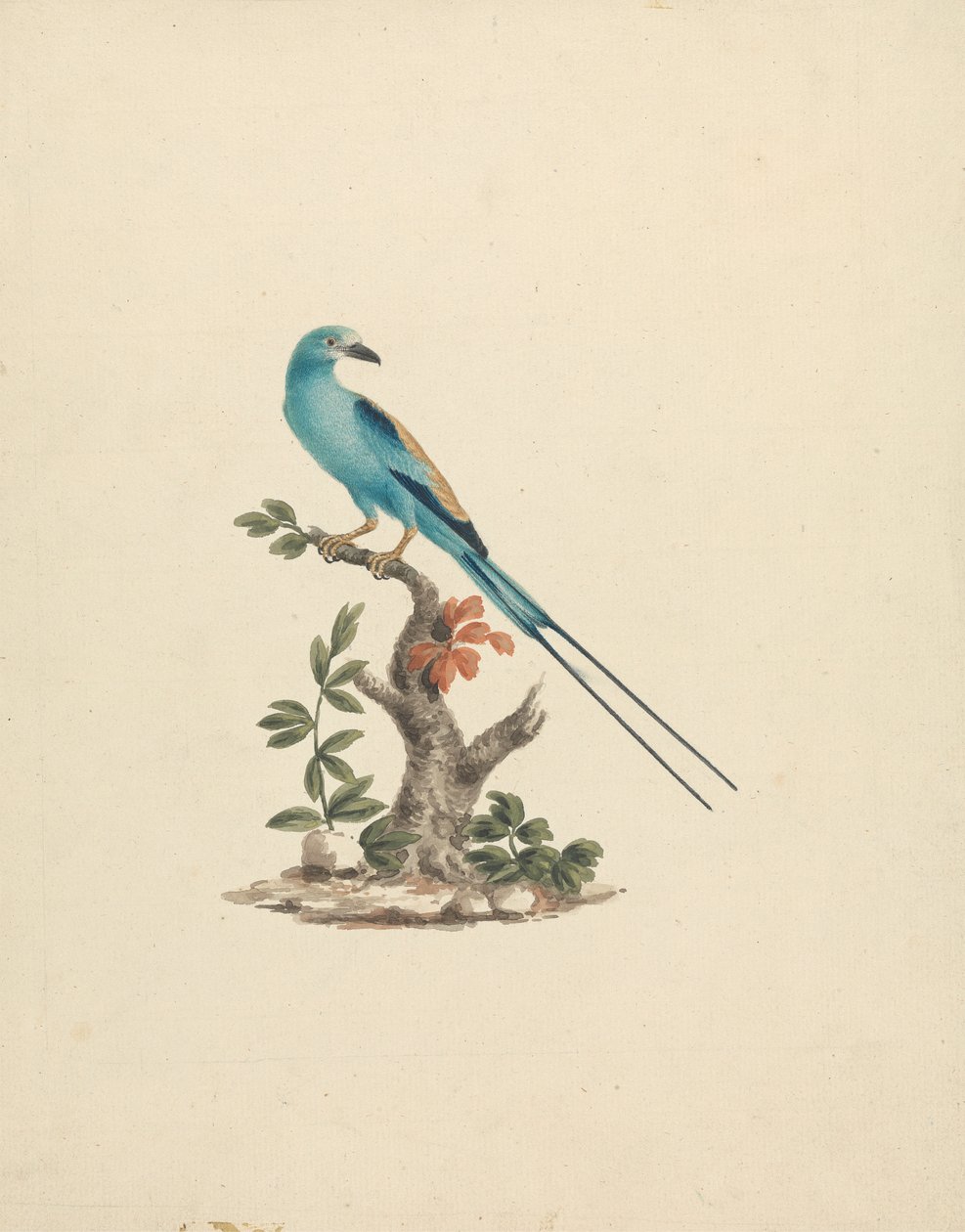 Coracias abyssinicus (Carraca abisinia) de James Bruce