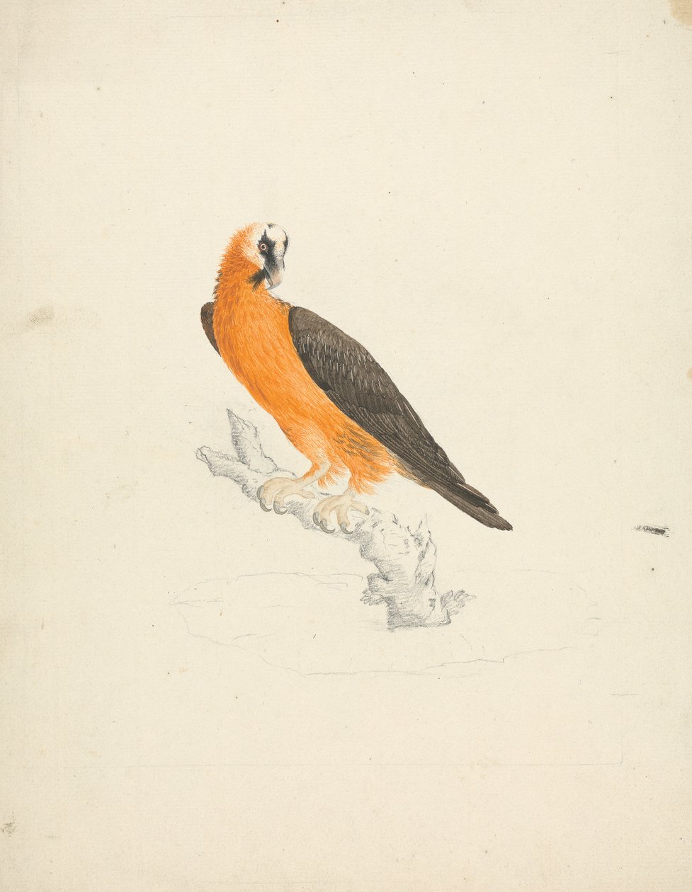 Gypaetus barbatus (Quebrantahuesos) de James Bruce