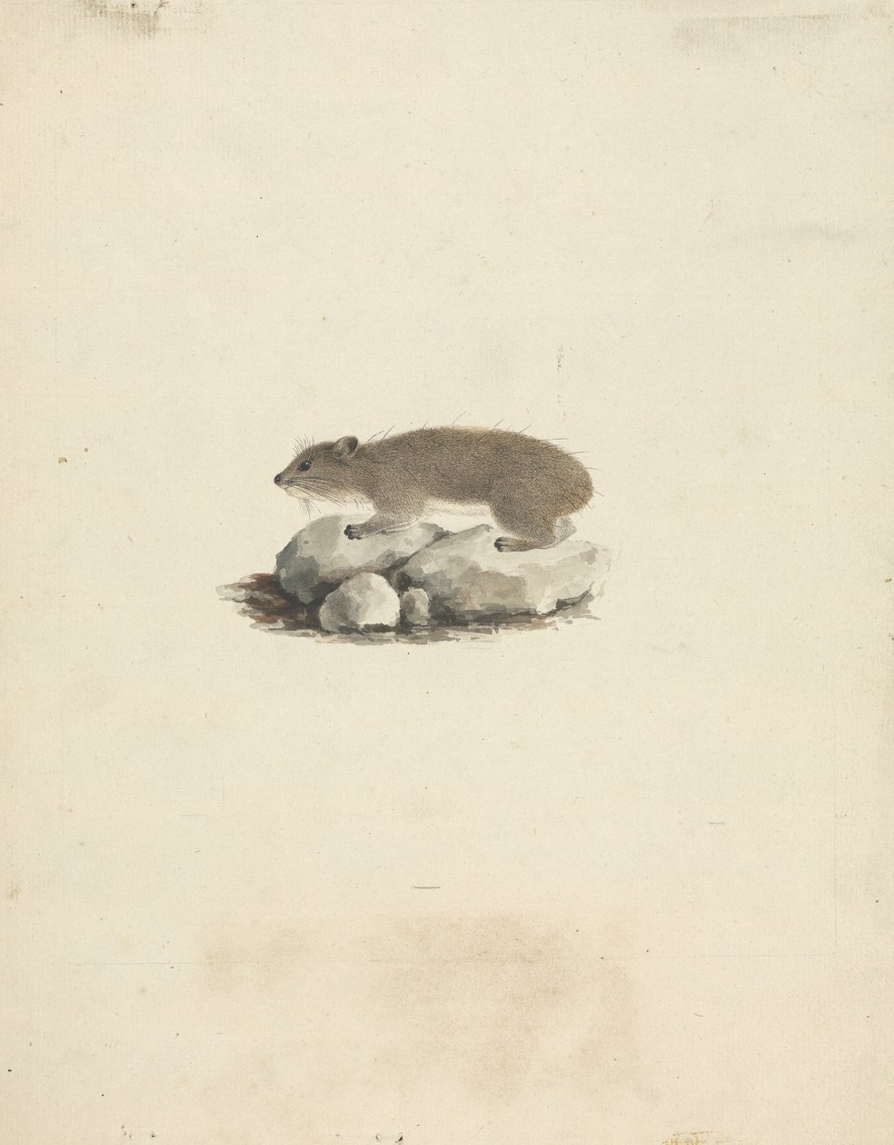 Heterohyrax brucei (damán de las rocas) de James Bruce