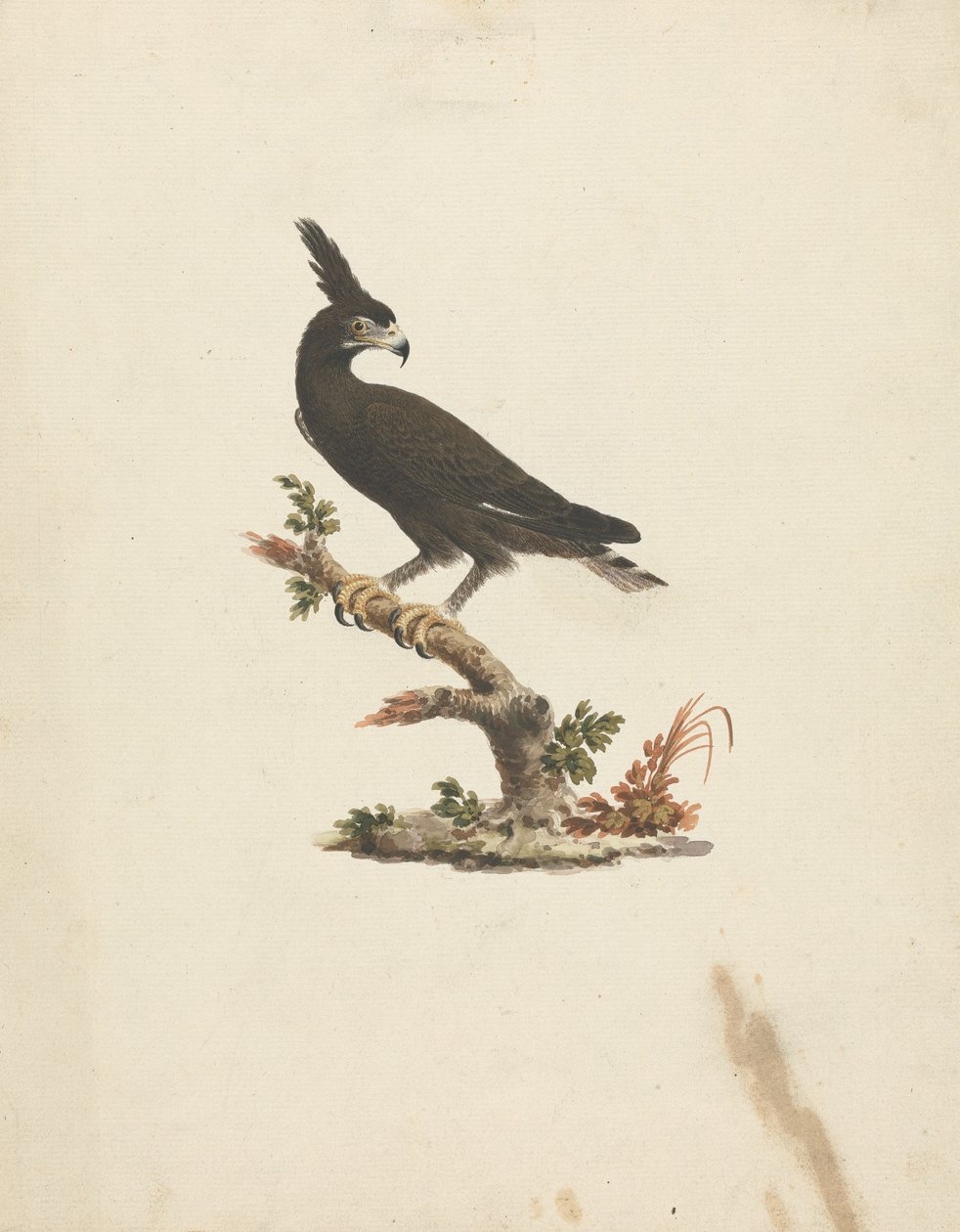 Lophaetus occipitalis (Águila cuellilarga) de James Bruce