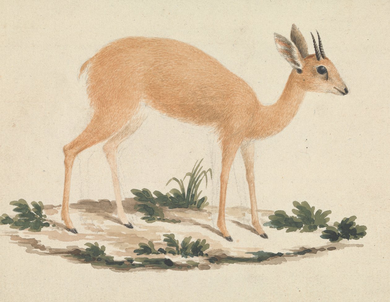 Madoqua (Dik-dik) de James Bruce