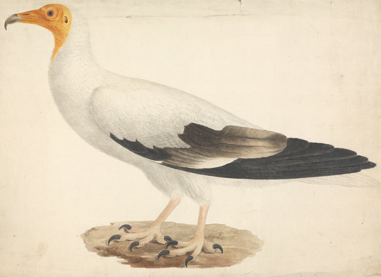 Neophron percnopterus (Alimoche) de James Bruce