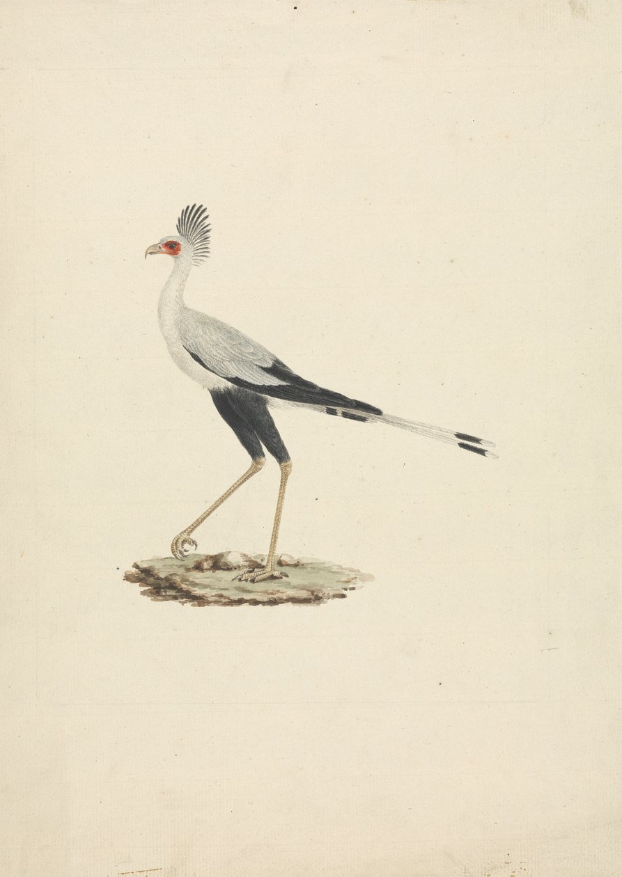 Sagittarius serpentarius (Pájaro secretario) de James Bruce