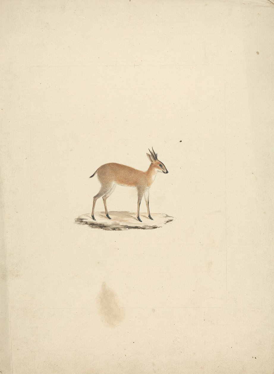 Madogua no identificada (Dik-dik) de James Bruce