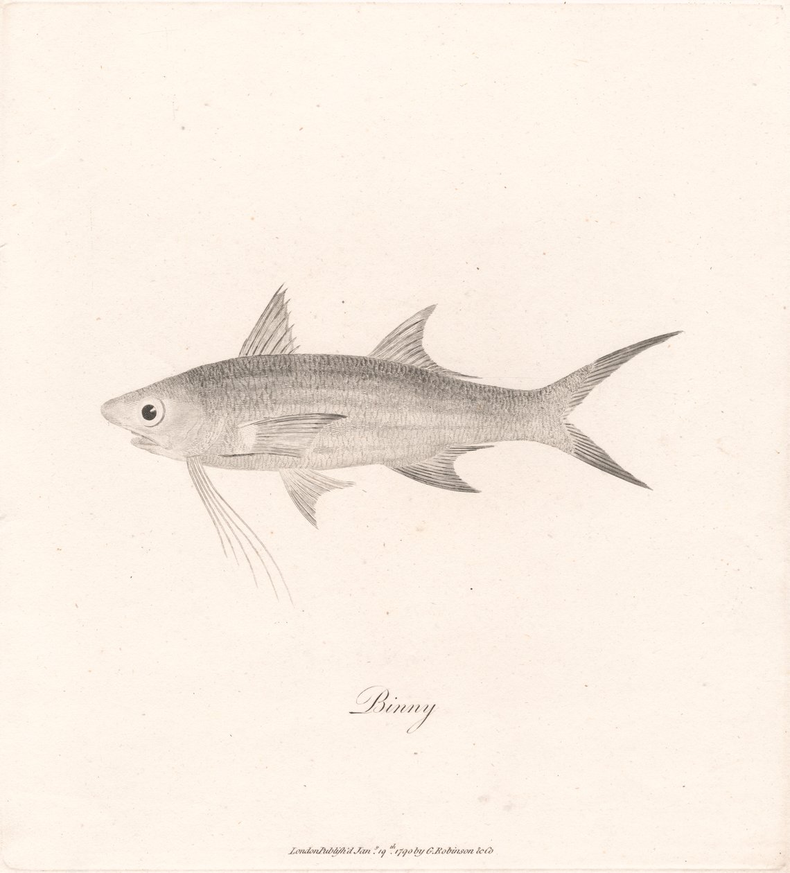 Binny de James Heath
