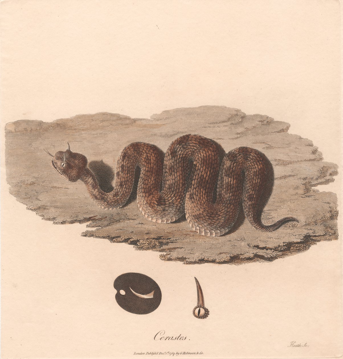Cerastes de James Heath