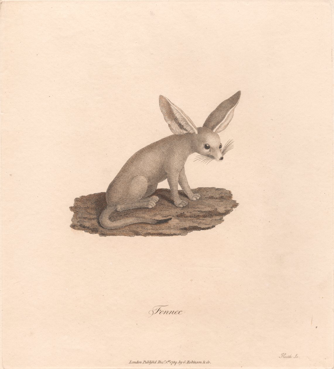 Fennec de James Heath