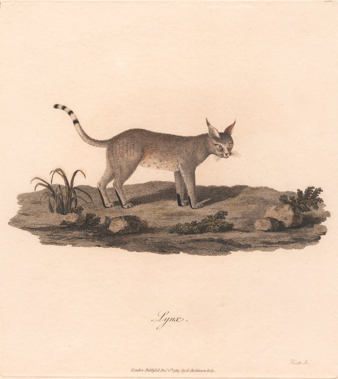 Lince de James Heath