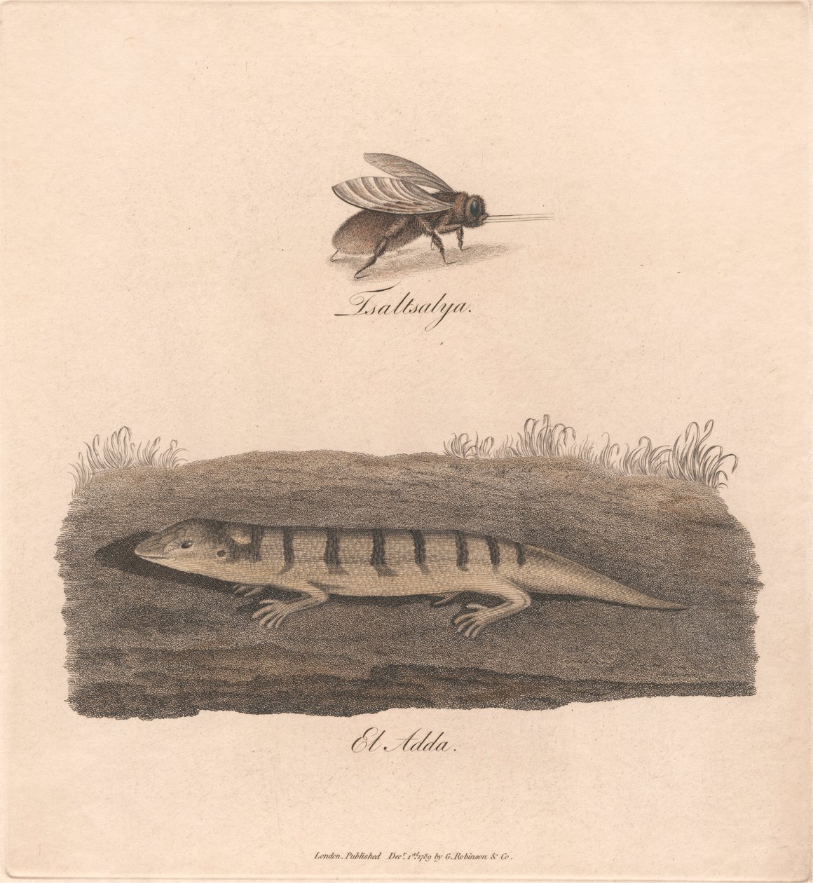 Tsaltsalya / El Adda de James Heath