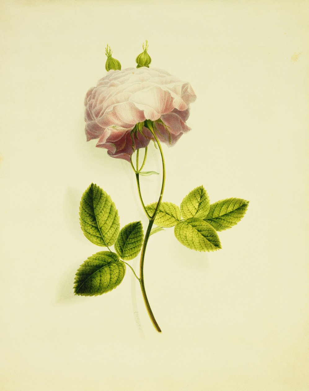 Una rosa rosa de James Holland