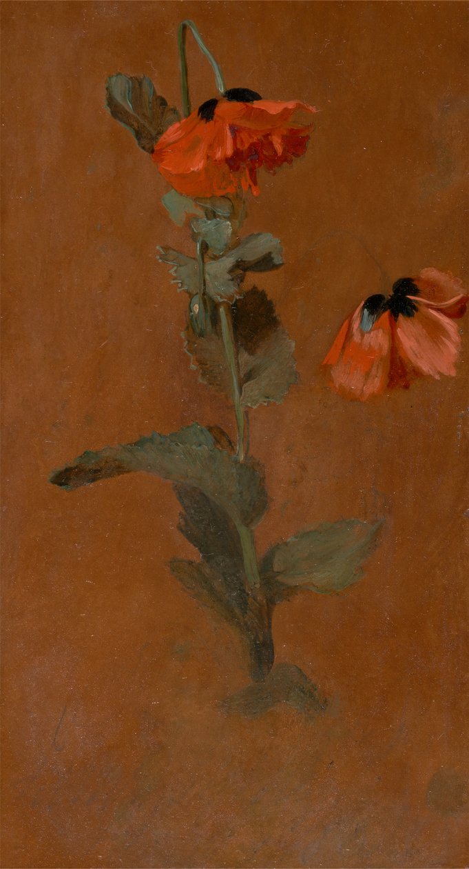 Estudio de amapolas, 1832 de James Inskipp