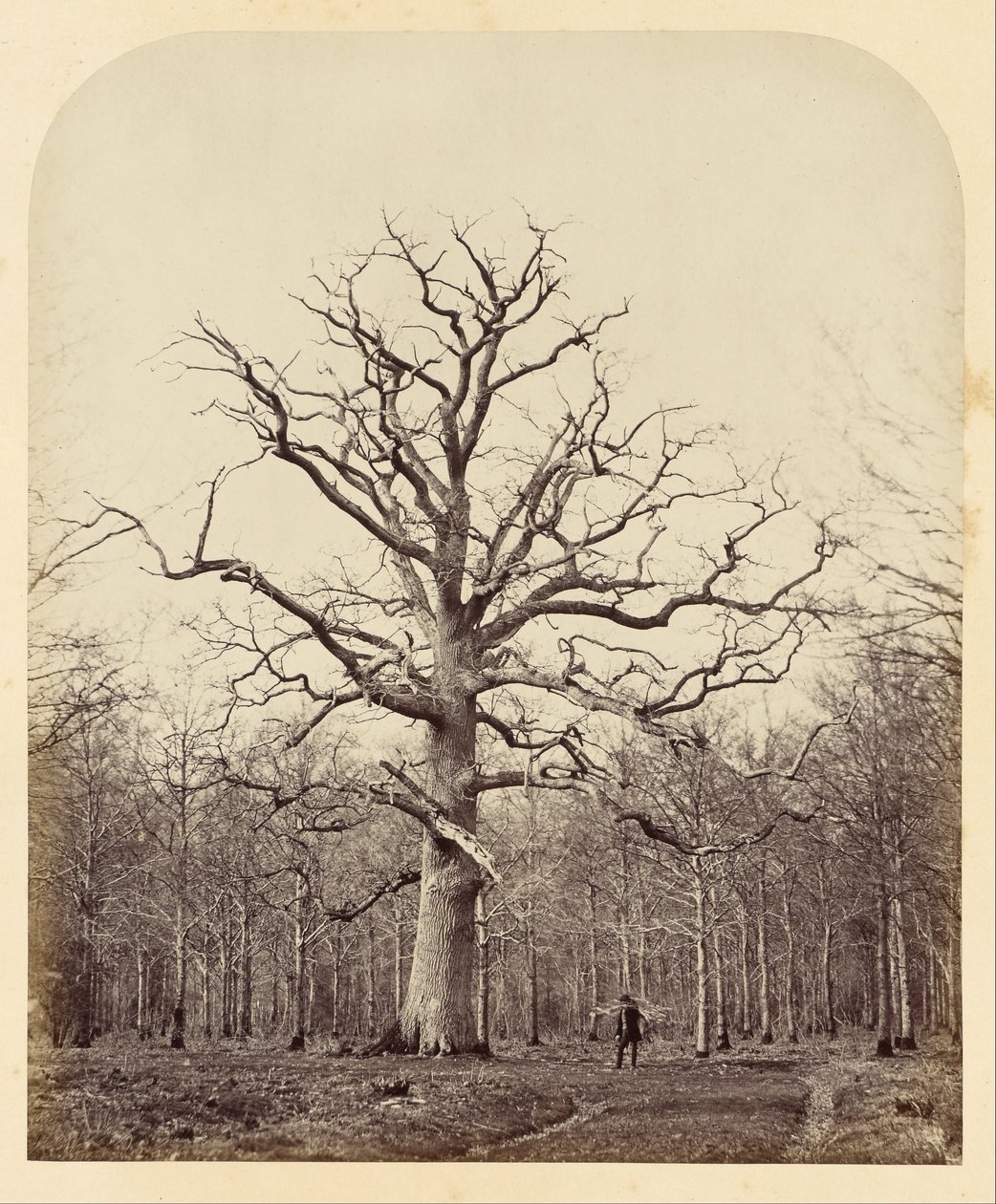 El Roble de la Reina Ana de James Sinclair