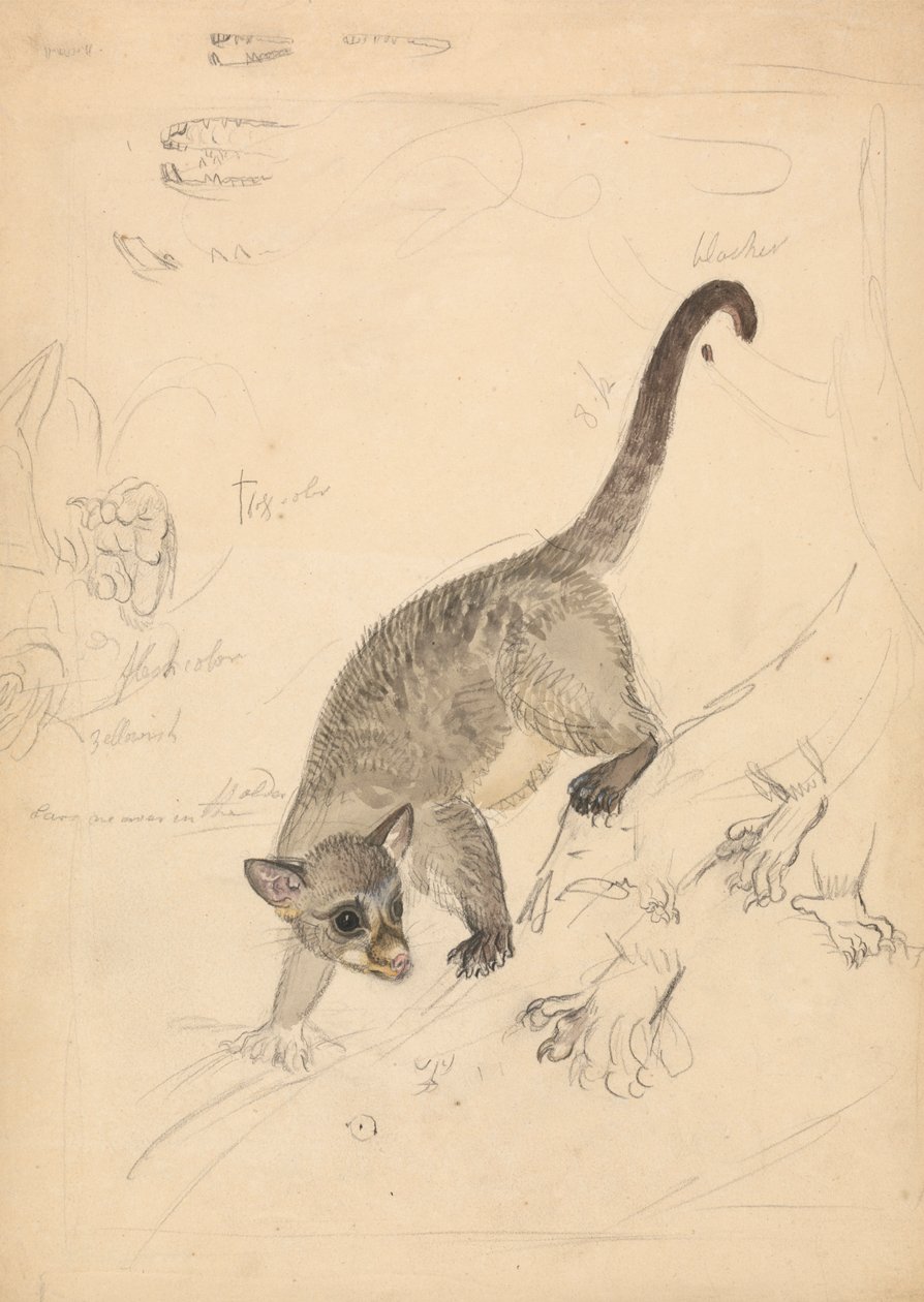 Kinkajou de James Sowerby