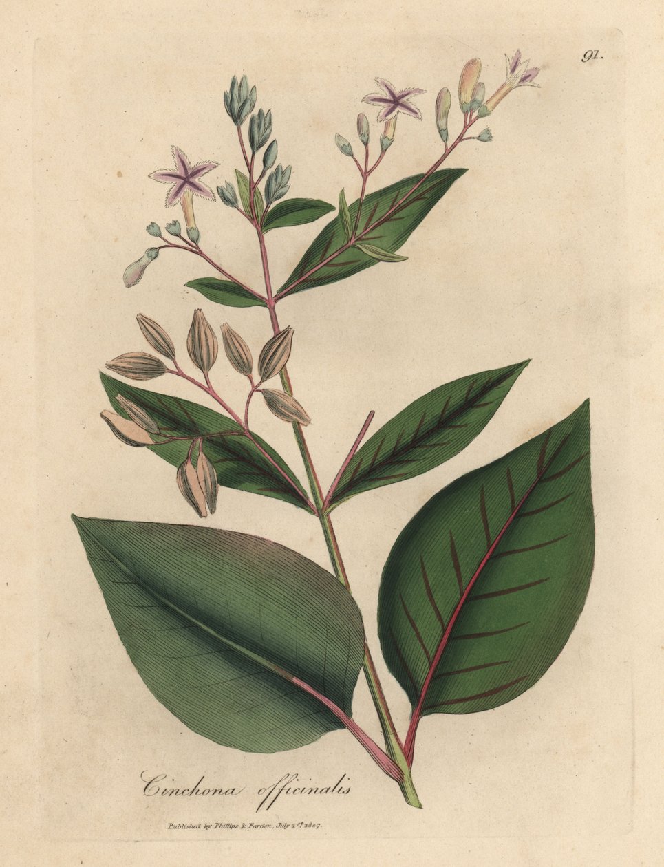 Árbol de corteza peruana de flor rosa, Cinchona officinalis de James Sowerby