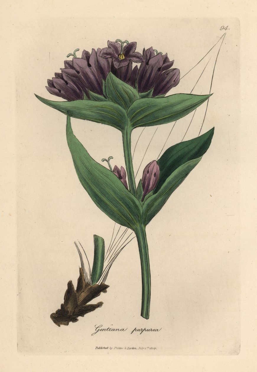 Genciana púrpura, Gentiana purpurea de James Sowerby