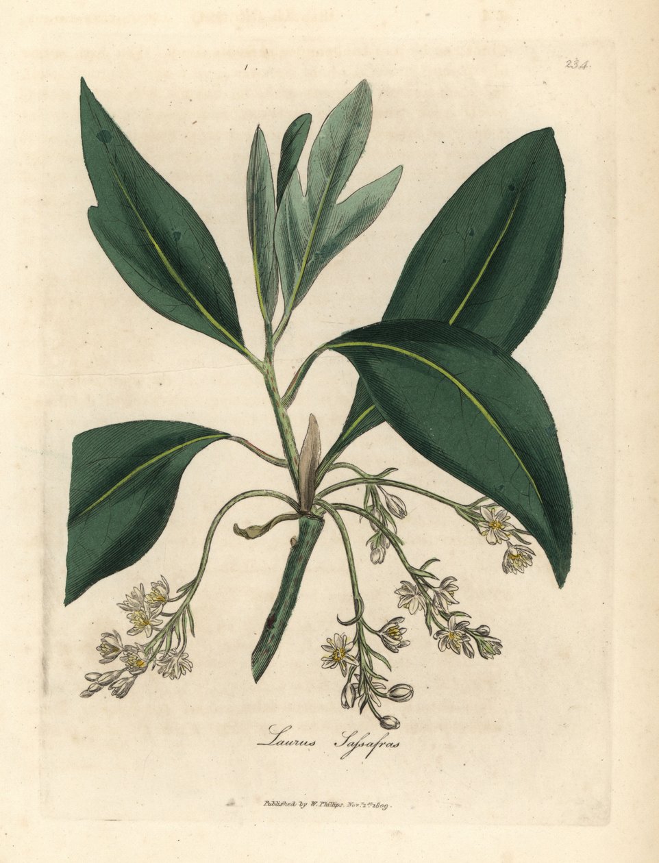 Árbol de sasafrás, Laurus sassafras de James Sowerby