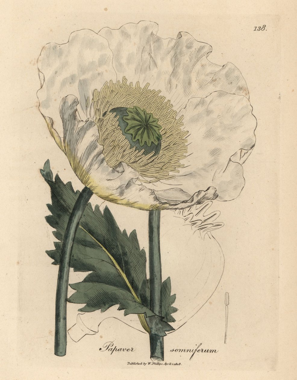 Amapola blanca, Papaver somniferum de James Sowerby