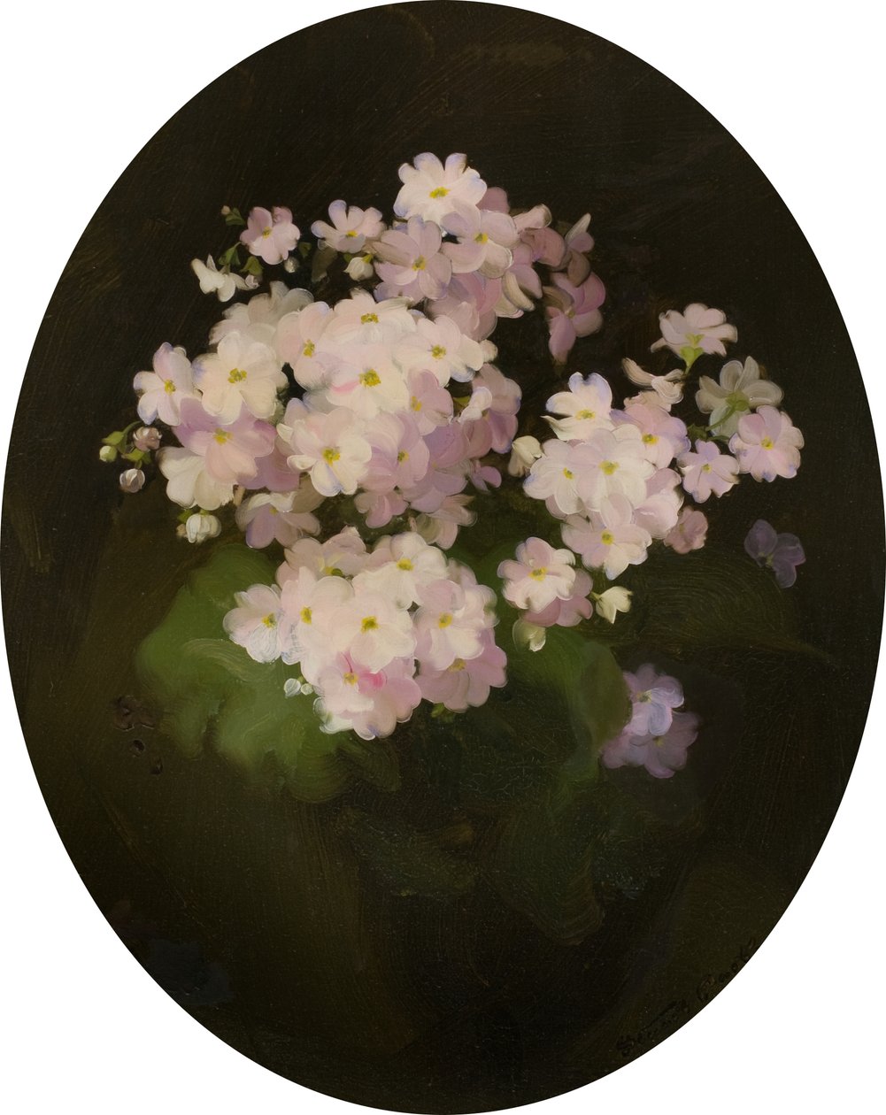 Prímulas, siglo XX de James Stuart Park
