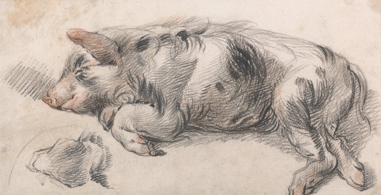Cerdo dormilón de James Ward