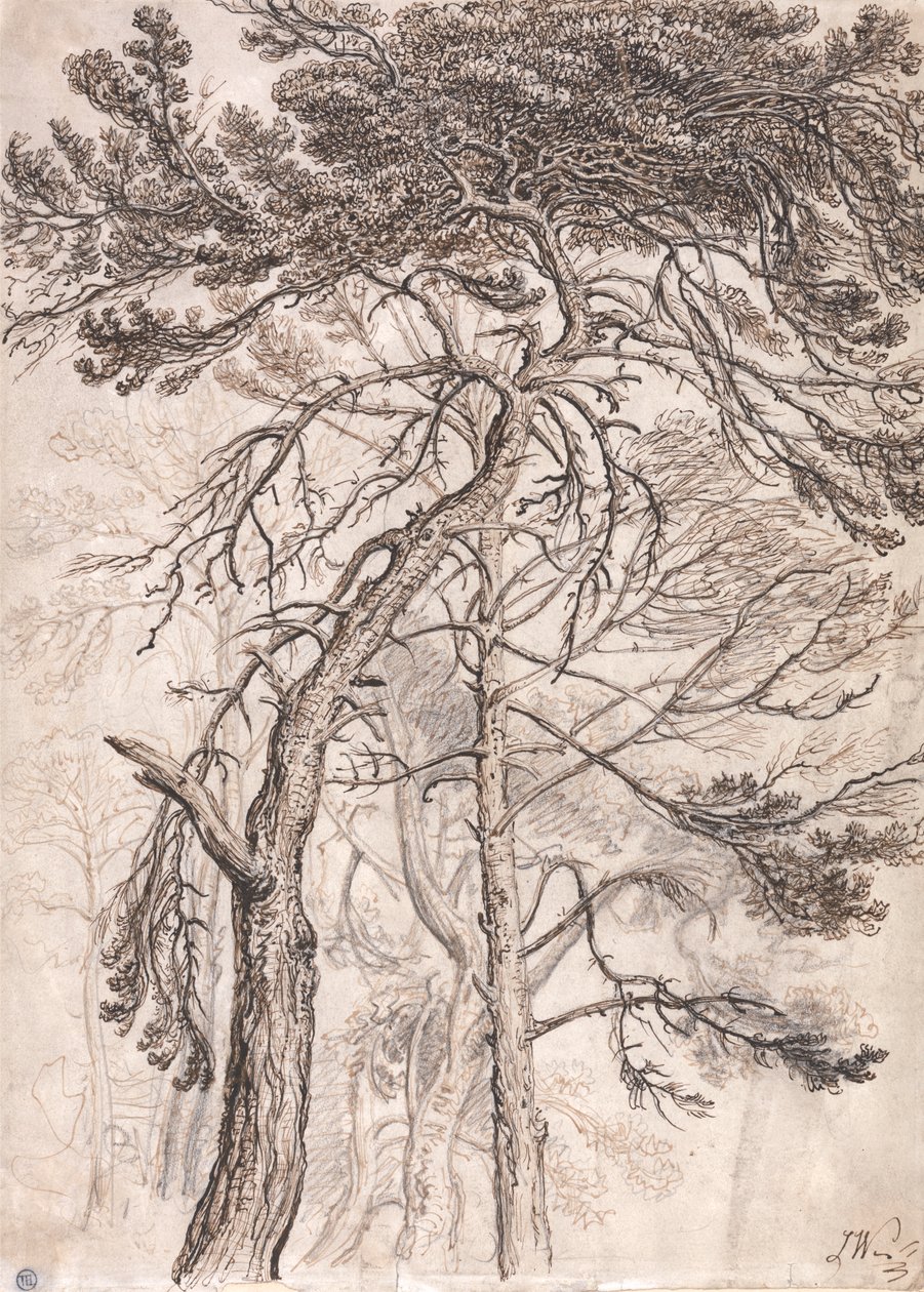 Estudio de los árboles de James Ward