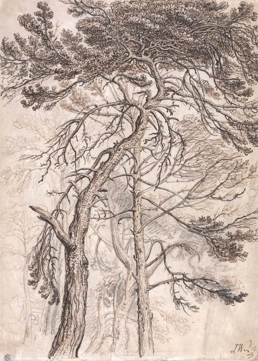 Estudio de los árboles de James Ward