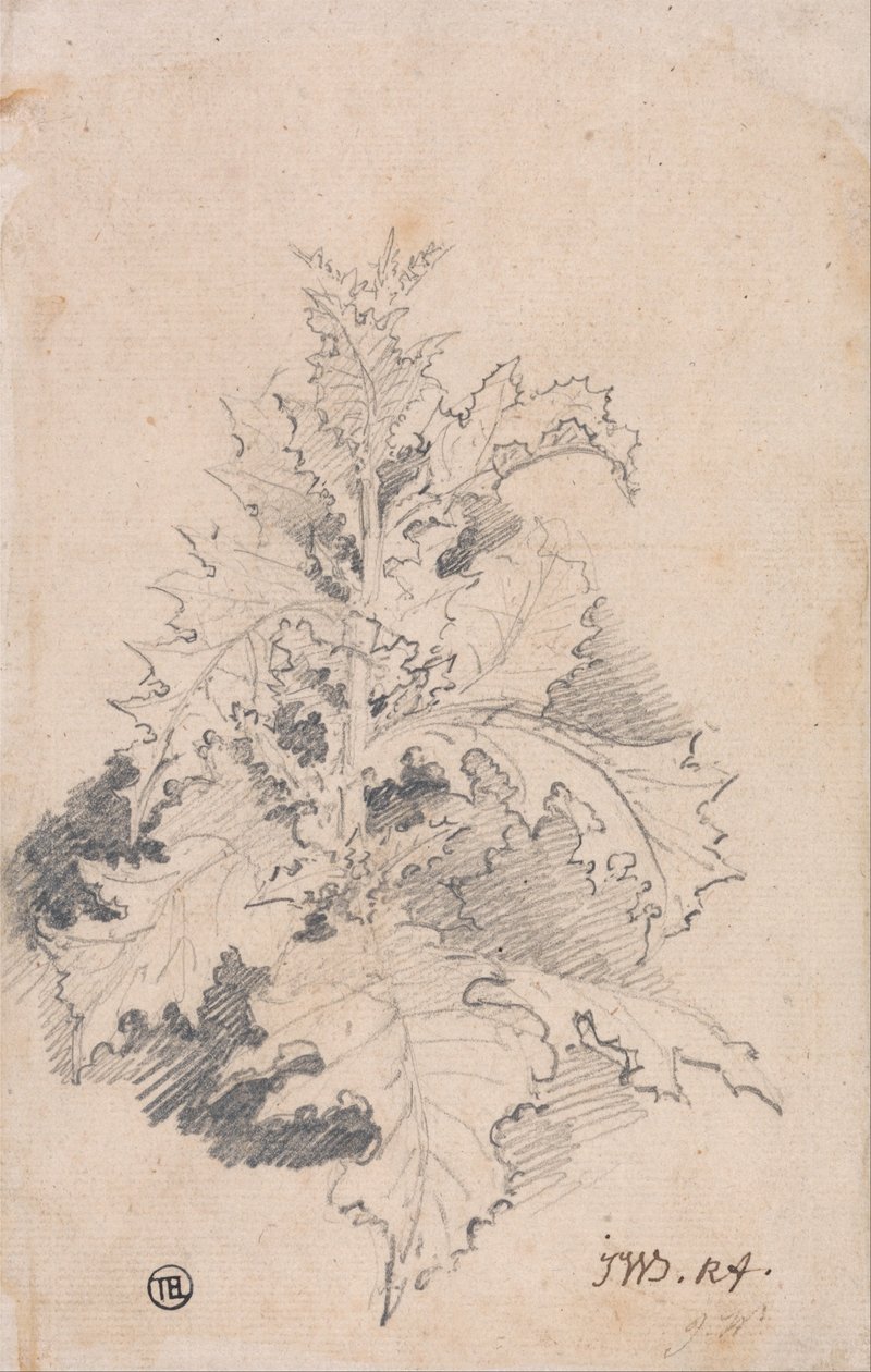 Estudio de un cardo de James Ward