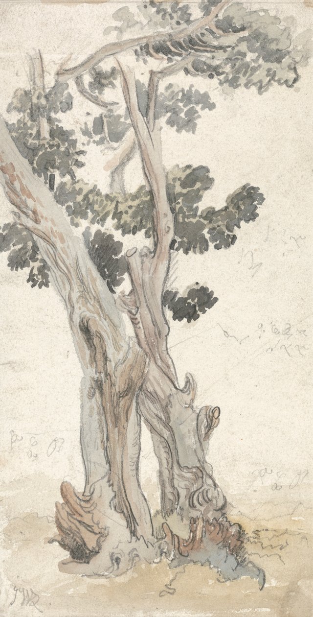 Estudio de un árbol de James Ward