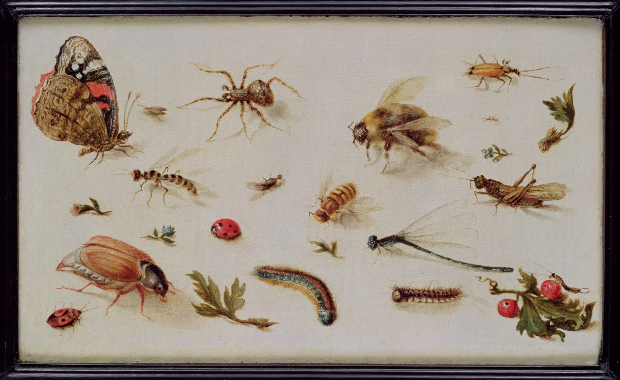 Estudio de insectos de Jan the Elder Brueghel