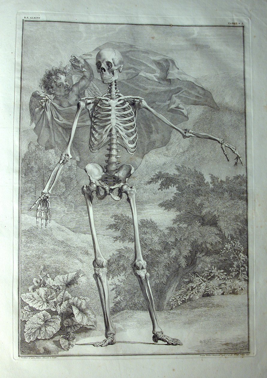 Albinus I, Pl. I: Esqueleto, ilustración de 