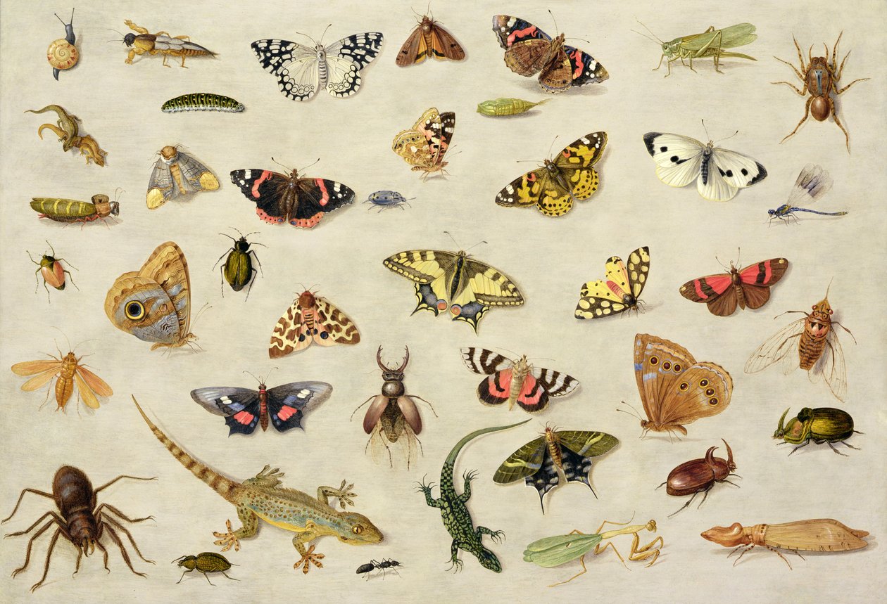 Estudio de insectos de Jan van Kessel the Elder