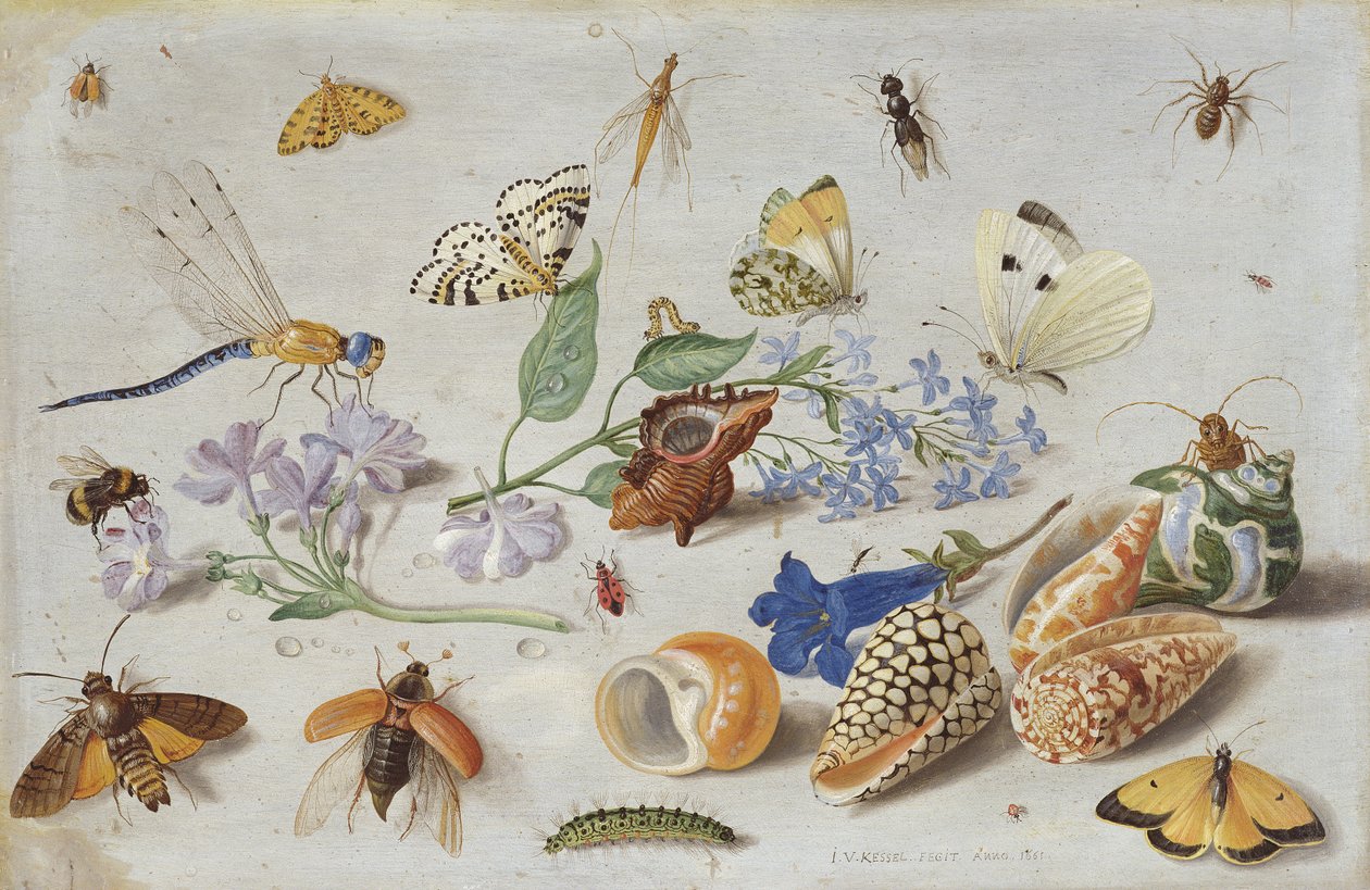 Mariposas y otros insectos, 1661 de Jan van Kessel the Elder