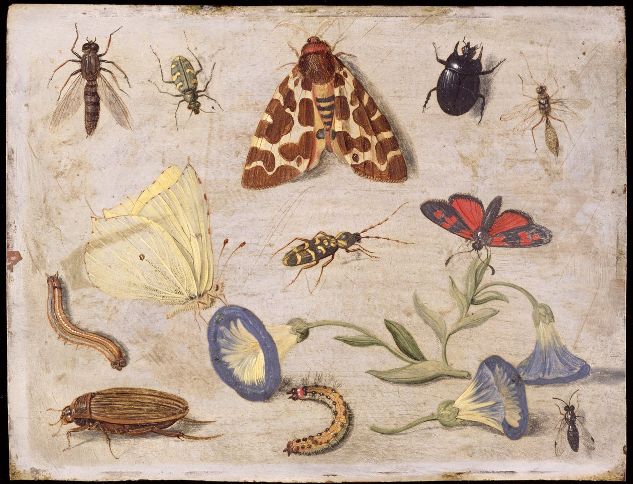 Insectos de Jan van Kessel the Elder
