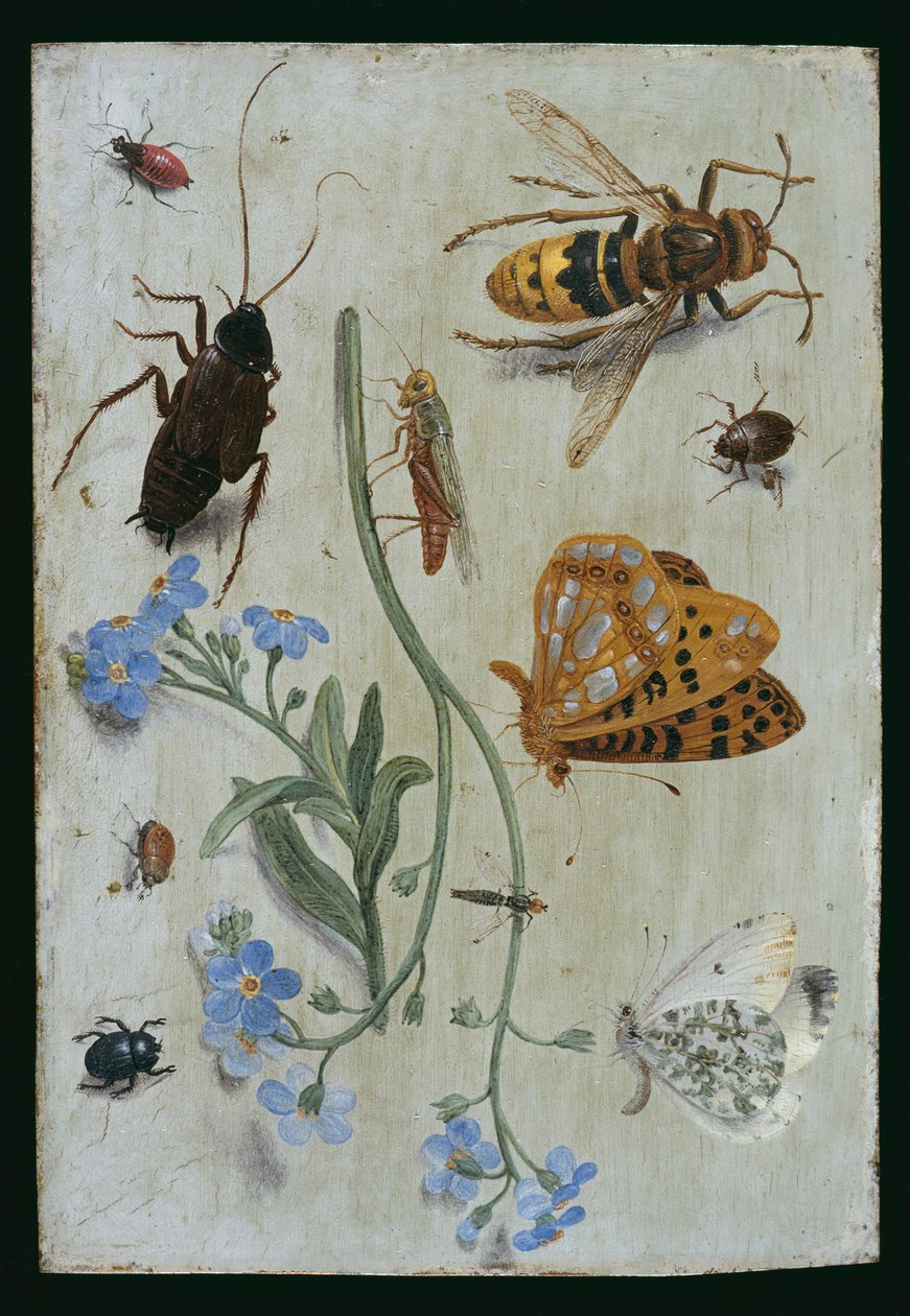 Insectos de Jan van Kessel the Elder